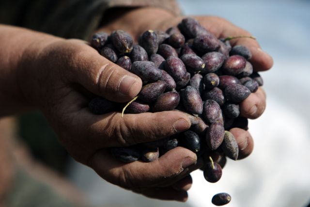 Στα σύνορα Τουρκίας-Συρίας βρέθηκαν οι ρίζες της ελιάς